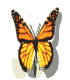 Animated_Buterfly Animated_Buterfly